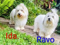 Coton de Tulear Welpen