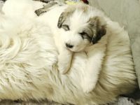 Pyrenäenberghund Welpen