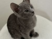 OKH Orientalisch Kurzhaar × Russisch Blau – Exklusive, verschmuste Kitte