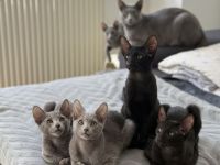 OKH Orientalisch Kurzhaar × Russisch Blau – Exklusive, verschmuste Kitte