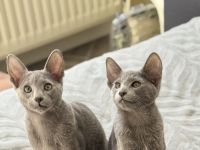 OKH Orientalisch Kurzhaar × Russisch Blau – Exklusive, verschmuste Kitte