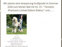 Wurfplanung reinrassiger Großpudelwelpen im Sommer 2026 im Kennel der " Fantastic Phantoms "