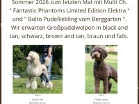 Reinrassige, wunderschöne Großpudelwelpen im Sommer 2026 im Kennel der " Fantastic Phantoms "
