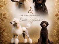 Reinrassige, wunderschöne Großpudelwelpen im Sommer 2026 im Kennel der " Fantastic Phantoms "