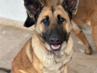 Energiebündel Alva sucht ihre Bezugsperson