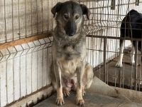 Scheue Filanda sucht geduldiges Zuhause