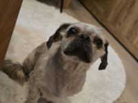 Shih tzu rüde reinrassig