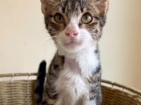 Kater sucht neues Zuhause