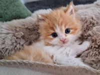 Maine Coon Waldkatzen Blh Mixkaterchen