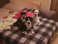 American Bully Dalmatiner Welpen