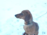 Kurzhaar Dackel, Rüde