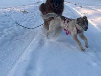 Littlefoot will hoch hinaus