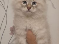 Neva Masquarade Sibirische Waldkatzen Kitten zu verkaufen