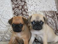 Wunderschöne Mops Welpen (alle männlich) zu verkaufen