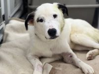 Tatum - Treue Augen suchen ein liebevolles Körbchen