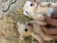 Malteser Welpen zum reservieren