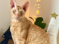 Absoluter Kuschelbär sucht ein ruhiges und liebevolles Zuhause