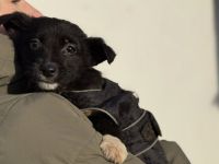 Zuckermaus Luzia sucht ein schönes Zuhause