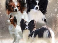 Papillon Welpen aus VDH Zucht