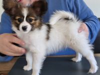 Papillon Welpen aus VDH Zucht