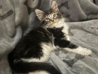 4 Süße Maine-Coon Kitten-Mädchen suchen ein neues zuhause