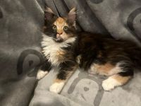 5 Süße Maine-Coon Kitten-Mädchen suchen ein neues zuhause