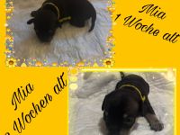 7 kleine Chihuahua-rehpinscher Welpen