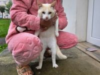 Freigänger Levi ist ein Kuschelkater