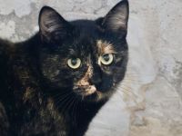 Scheue Renia sucht Zuhause als Zweitkatze