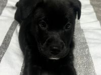 Unsere kleine Luna sucht ihr Für-immer-Zuhause 🐾