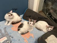 3 EKH Babykatzen