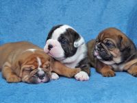 Continental Bulldog Welpen aus deutscher Vereinszucht mit Ahnentafel