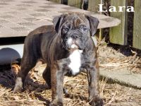 Continental Bulldog Welpen aus deutscher Vereinszucht mit Ahnentafel