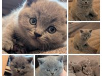 BKH Kitten zu verkaufen! 550VB