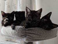 Mischlingskitten - EKH & BKH ❤️