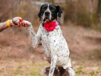 Olivia: liebenswürdige Jagdhündin wünscht sich ein Kuschelkörbchen