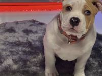 American Bully Hündin zu vermitteln