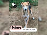 SYDNEY sucht warmes Körbchen