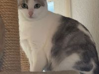 Ginger- hübsche Katzendame sucht ihr Glück