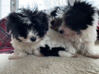 Niedliche Havapoo-welpen suchen ihre Familie