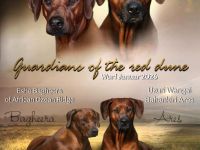 Rhodesien Ridgeback Welpen .