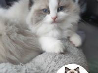 Wunderschönes Ragdoll Kätzchen Seal Bicolour