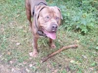 Rotweiler mix sucht zu Hause  3 Jahre