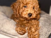 Verspielter Zwergpudel Welpe sucht liebevolle Familie