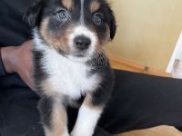 Australian Shepherd Welpen aus Therapiehündin
