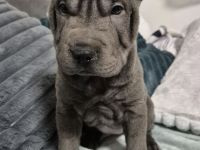 Sharpei Welpen