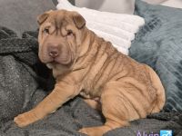 Sharpei Welpen