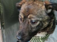 Isabella - Zuckersüße Kämpferin mit Handicap