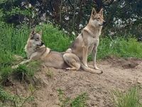 Tschechischer Wolfhund Welpe
