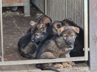 Schäferhund Welpen DDR-Linie